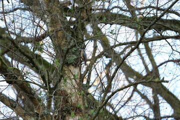tree, nature, sky, forest, trees, pine, green, blue, branch, leaves, branches, spring, wood, tall, summer, woods, plant, season, sun, outdoors, leaf, flora, sunlight, landscape, trunk