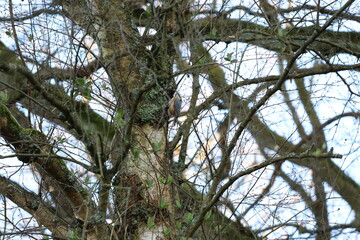 tree, nature, sky, forest, trees, pine, green, blue, branch, leaves, branches, spring, wood, tall, summer, woods, plant, season, sun, outdoors, leaf, flora, sunlight, landscape, trunk