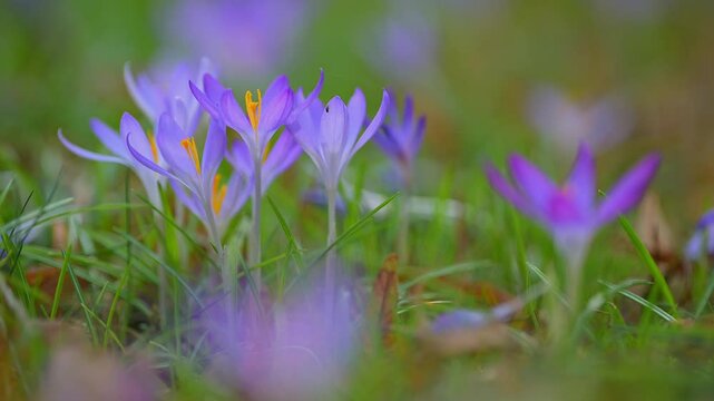 Krokus, Crocus vernus, Fr&uuml;hling, Fr&uuml;hlingsbl&uuml;her, Fr&uuml;hlingskrokus, Baden-W&uuml;rttemberg, Deutschland, Europa