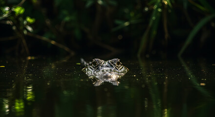 Obraz premium Alligator emerges from the dark waters, lurking with watchful eyes