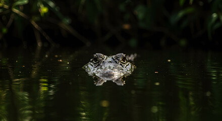 Alligator Sits Submerged in Murky Water, Only Eyes Visible Above the Surface
