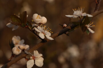 tree, spring, nature, flower, branch, blossom, plant, leaf, sky, season, winter, white, flowers, bud, cherry, bush, summer, forest, blooming, snow, garden, twig, pink, beauty, bee
