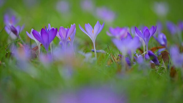 Krokus, Crocus vernus, Fr&uuml;hling, Fr&uuml;hlingsbl&uuml;her, Fr&uuml;hlingskrokus, Baden-W&uuml;rttemberg, Deutschland, Europa