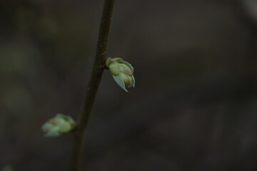 nature, spring, plant, insect, flower, leaf, bud, tree, macro, branch, flora, garden, closeup, buds, animal, new, leaves, life, summer, close-up, bloom, twig, caterpillar, blossom, green