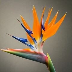 bird of paradise flower