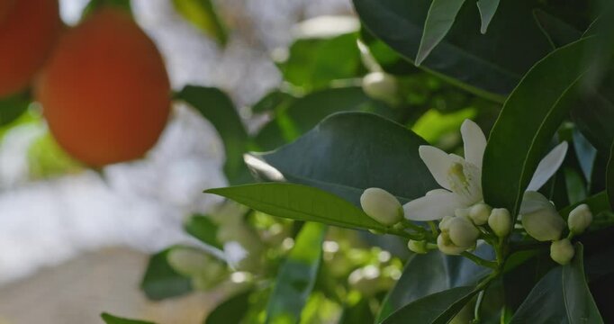 Blooms on an orange tree in spring 
