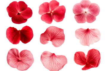Petals arranged on a grid pattern against black background, cut out transparent