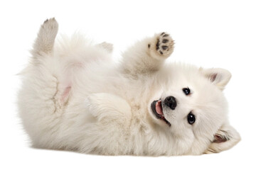 cute funny transparent pomeranians puppy dog lying on his back with paws up and waiting for belly rubs; doggy isolated on transparent background - generated by ai