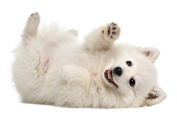 cute funny transparent pomeranians puppy dog lying on his back with paws up and waiting for belly rubs; doggy isolated on transparent background - generated by ai