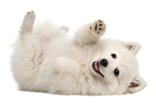 cute funny transparent pomeranians puppy dog lying on his back with paws up and waiting for belly rubs; doggy isolated on transparent background - generated by ai - Powered by Adobe