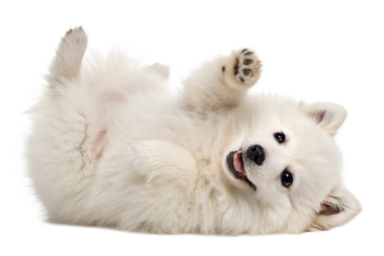 cute funny transparent pomeranians puppy dog lying on his back with paws up and waiting for belly rubs; doggy isolated on transparent background - generated by ai