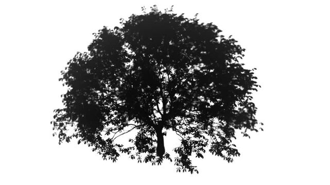 Loop of an oak tree with moving leaves and birds