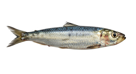 Fototapeta premium Freshwater fish image