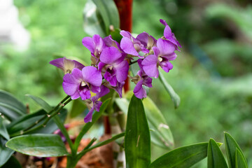Fuchsia orchid in thailand on green blurred background