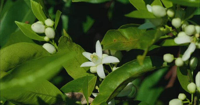 Blooms on an orange tree in spring 