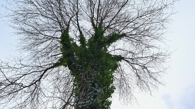 Baum mit Efeu, Hedera helix, bewachsen, Fr&uuml;hling, Werbach, Taubertal, Baden-W&uuml;rttemberg, Deutschland, Europa