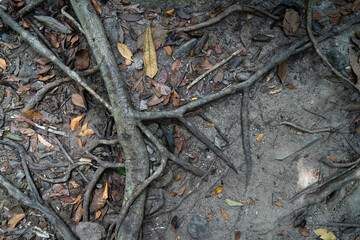 Textured ground featuring intertwined tree roots and scattered dry leaves, suitable for invitations.