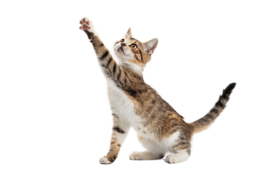 cat giving high five, isolated on transparent background - generated by ai