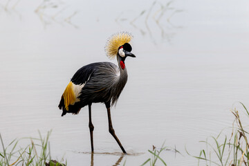 grey crowned crane