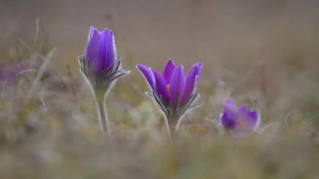 K&uuml;chenschelle, Pulsatilla vulgaris, Fr&uuml;hling, Werbach, Taubertal, Baden-W&uuml;rttemberg, Deutschland Europa