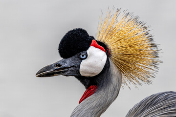 grey crowned crane