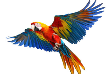 Fototapeta premium Colorful flying parrot isolated on a white background showcasing vibrant feathers and natural beautyCopyAskExplain