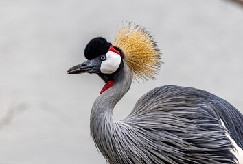grey crowned crane