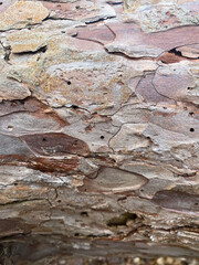 Close-Up of Weathered Tree Bark Texture