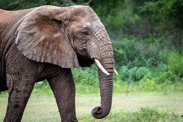 elephant in lake manyara