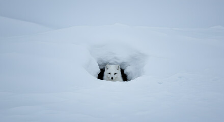Arctic fox peeking out from its snow den in the midst of a winter landscape