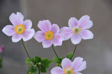 Lovely Pale Pink and Yellow Japanese Anemone Flowers