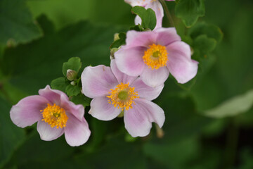 Obraz premium Cluster of Pink Anemone Flowers Blooming