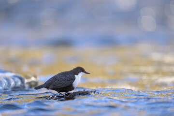 White-throated dipper (Cinclus cinclus) in river in winter
