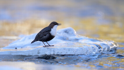 White-throated dipper (Cinclus cinclus) in river in winter