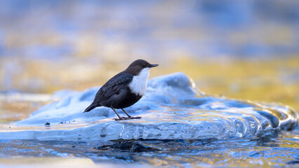 White-throated dipper (Cinclus cinclus) in river in winter