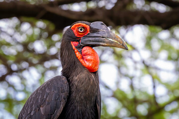 great southern hornbill