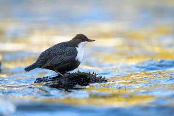 White-throated dipper (Cinclus cinclus) in river in winter