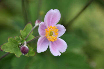 Fototapeta premium Pink Budding and Flowering Japanese Anemone Blooming