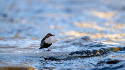 White-throated dipper (Cinclus cinclus) in river in winter