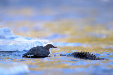Fototapeta premium White-throated dipper (Cinclus cinclus) in river in winter
