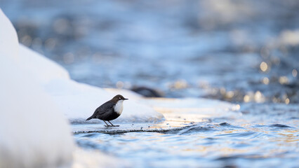 White-throated dipper (Cinclus cinclus) in river in winter