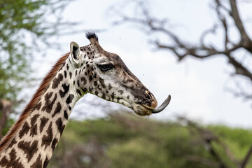 portrait of giraffe