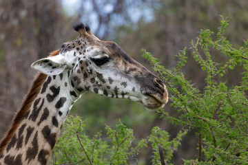 giraffe in lake manyara np