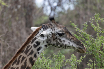 giraffe in lake manyara np