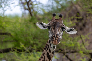 giraffe in lake manyara np