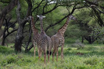 giraffe in lake manyara np