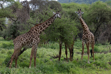 giraffe in lake manyara np