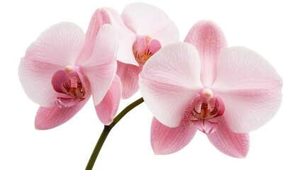 Obraz na płótnie Canvas Pastel pink orchid blossoms, isolated, petals veined surface, cut out transparent