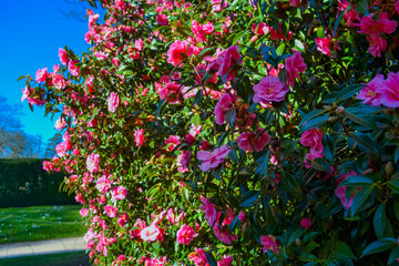 A bustling camellia bush - pink flowers very similar to roses