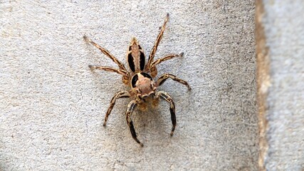 spider on a wooden background